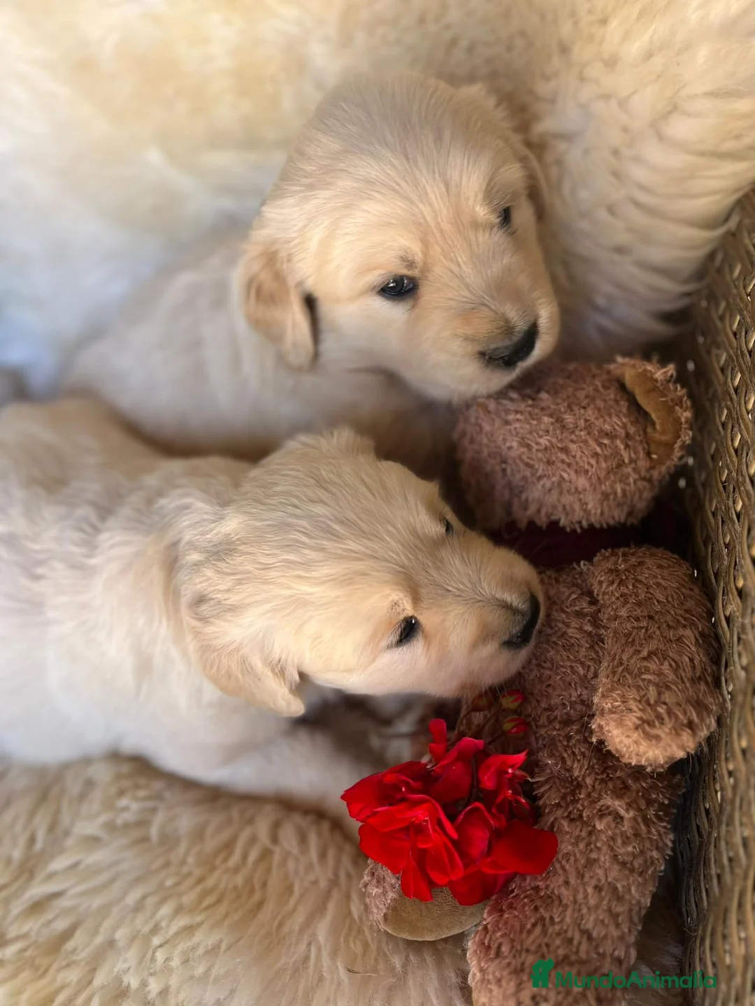 Golden Retriever perros en venta: Cachorros Golden Retriver - Anuncio 1