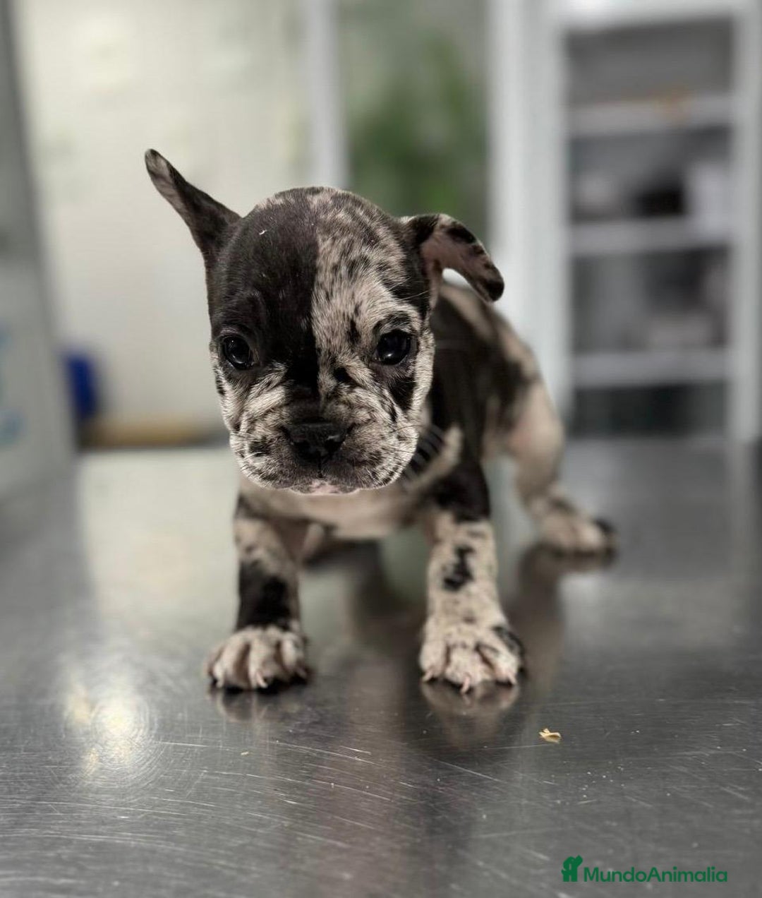 Bulldog Francés perros en venta: Bulldog francés  - Anuncio 7