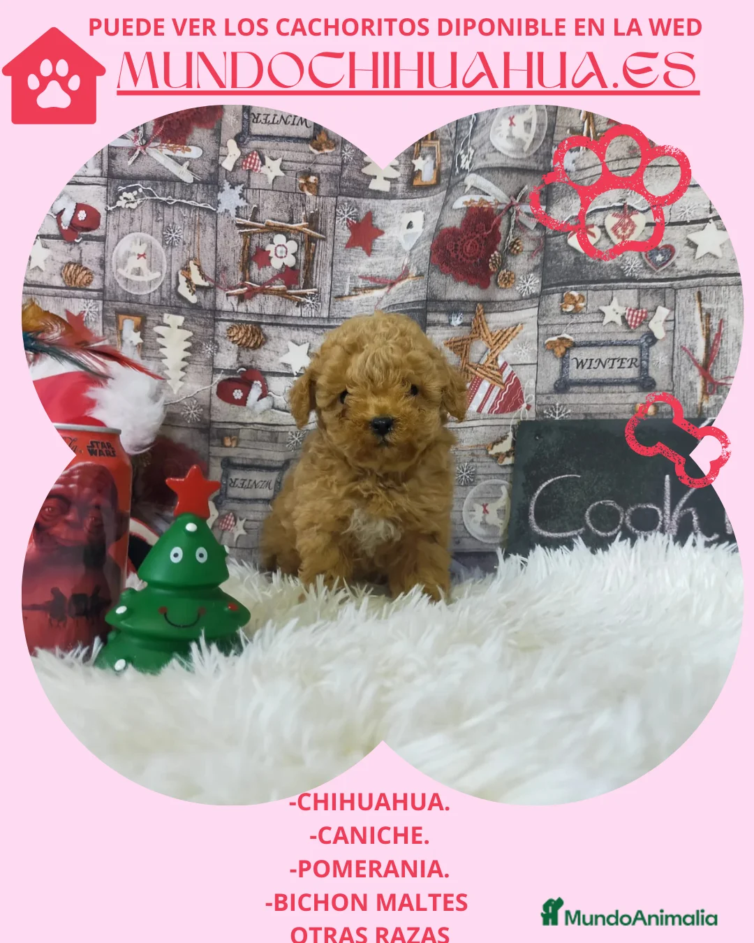 Caniche Toy perros en venta: PRECIOSOS CANICHE  ROJO LINEA TOY - Anuncio 7