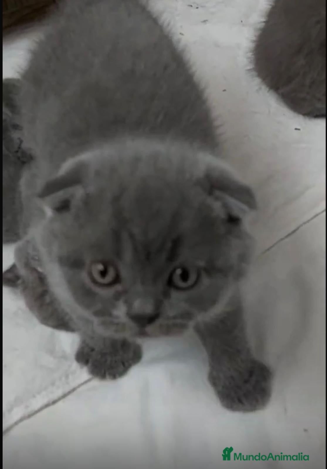 Scottish Fold gatos Macho y hembra de Scotish Fold blue - Anuncio 6