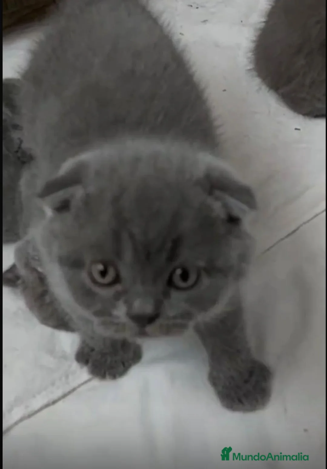 Scottish Fold gatos en venta: Macho y hembra de Scotish Fold blue - Anuncio 1