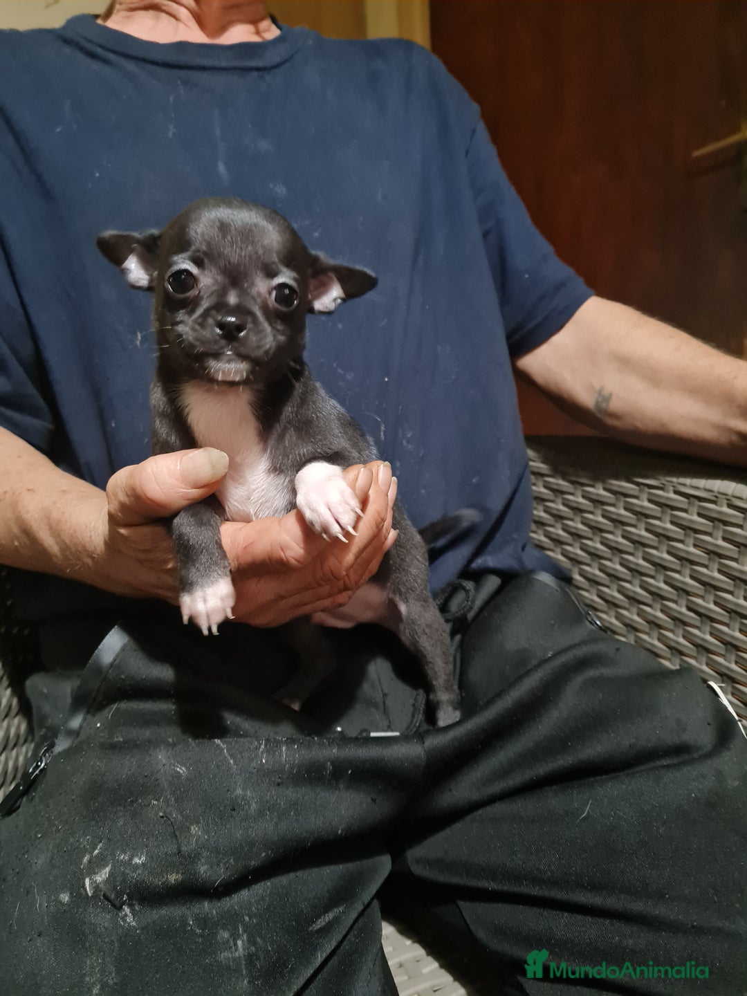 Chihuahua perros en venta: Chihuahua toy - Imagen 14