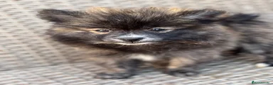 Pomerania 1