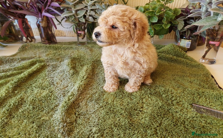 Caniche Toy perros - Anuncio 1