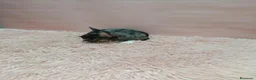 Chihuahua perros en venta: Cachorrito chihuahua toy - Anuncio 3