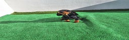 Teckel Miniatura perros en venta: TECKEL MINIATURA  - Anuncio 2