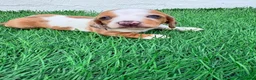 Teckel Miniatura perros en venta: Teckel miniatura tri merle choco blanco - Anuncio 4