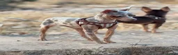 Ratón de Praga perros en venta: Ratón de Praga  - Anuncio 2