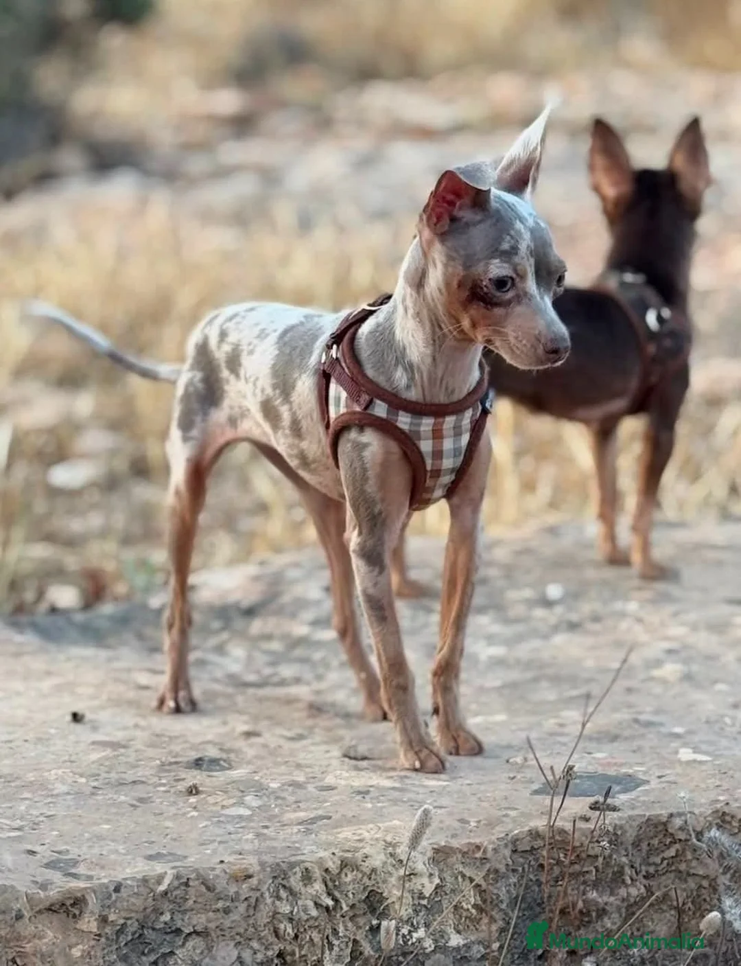 Ratón de Praga perros en venta: Ratón de Praga  - Anuncio 2