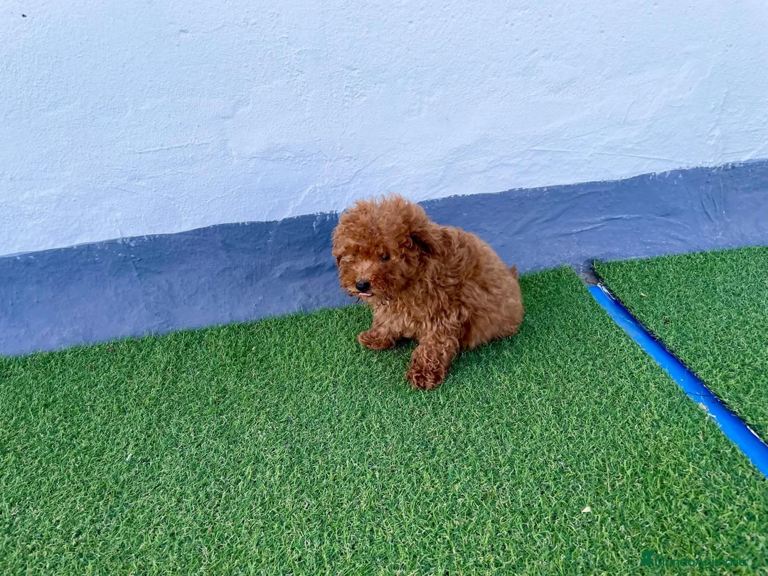 Caniche Toy perros en venta: Camada de Caniche toy  en Granada - Anuncio 4
