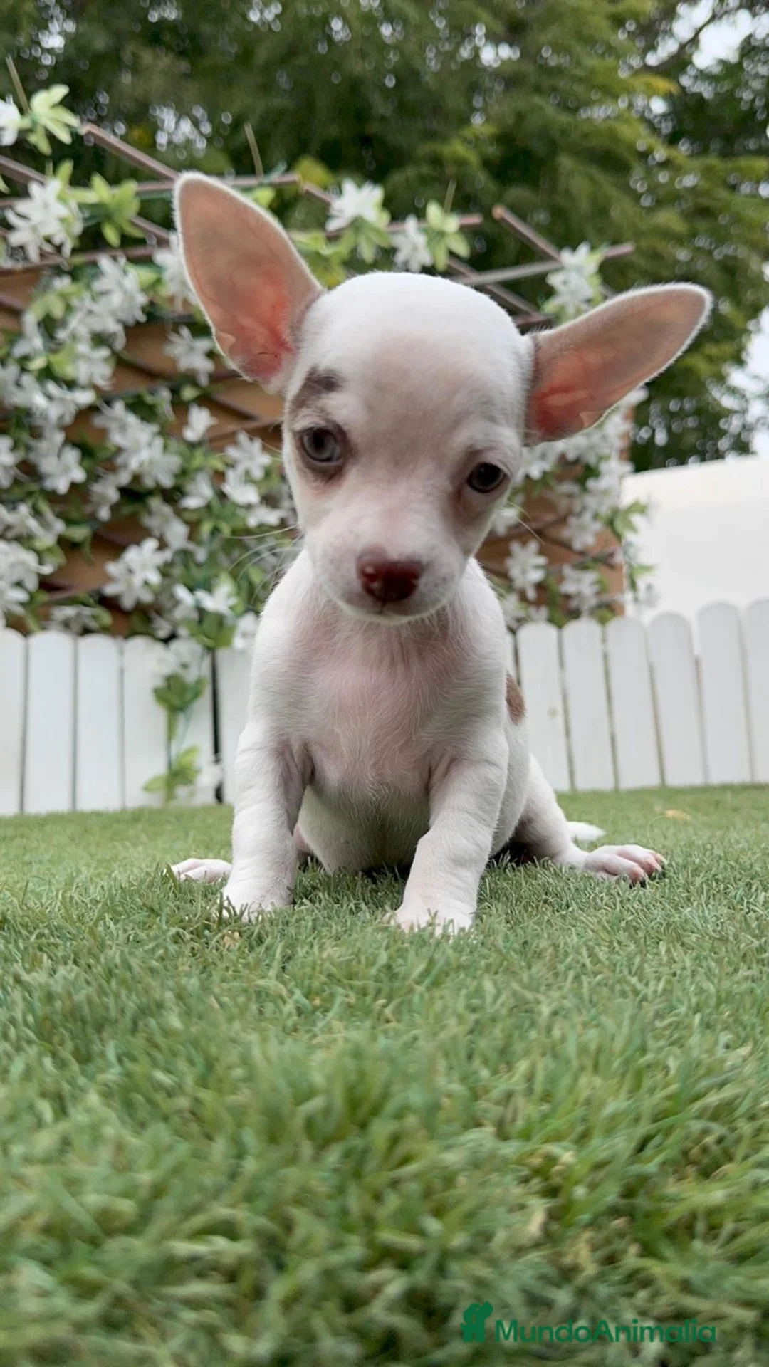 Chihuahua perros en venta: CHIHUAHUA MACHO - Anuncio 2