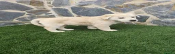 Labrador Retriever perros en venta: Labrador retriever  - Anuncio 3
