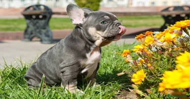 Bulldog Francés perros - Anuncio 6