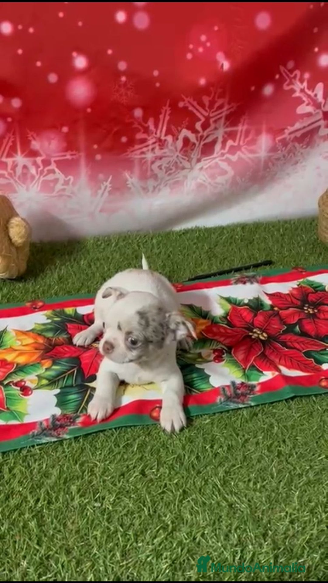 Chihuahua perros en venta: CHIHUAHUA CABEZA DE MANZANA  - Anuncio 1