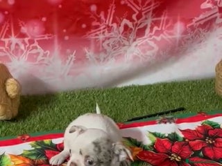 Chihuahua perros CHIHUAHUA CABEZA DE MANZANA - Anuncio 2