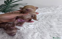 Caniche Toy perros en venta: CANICHE TOY - Imagen 20