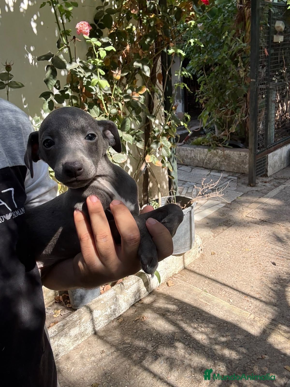 Pequeño Lebrel Italiano perros Cachorros de Pequeño Lebrel Italiano  - Anuncio 1