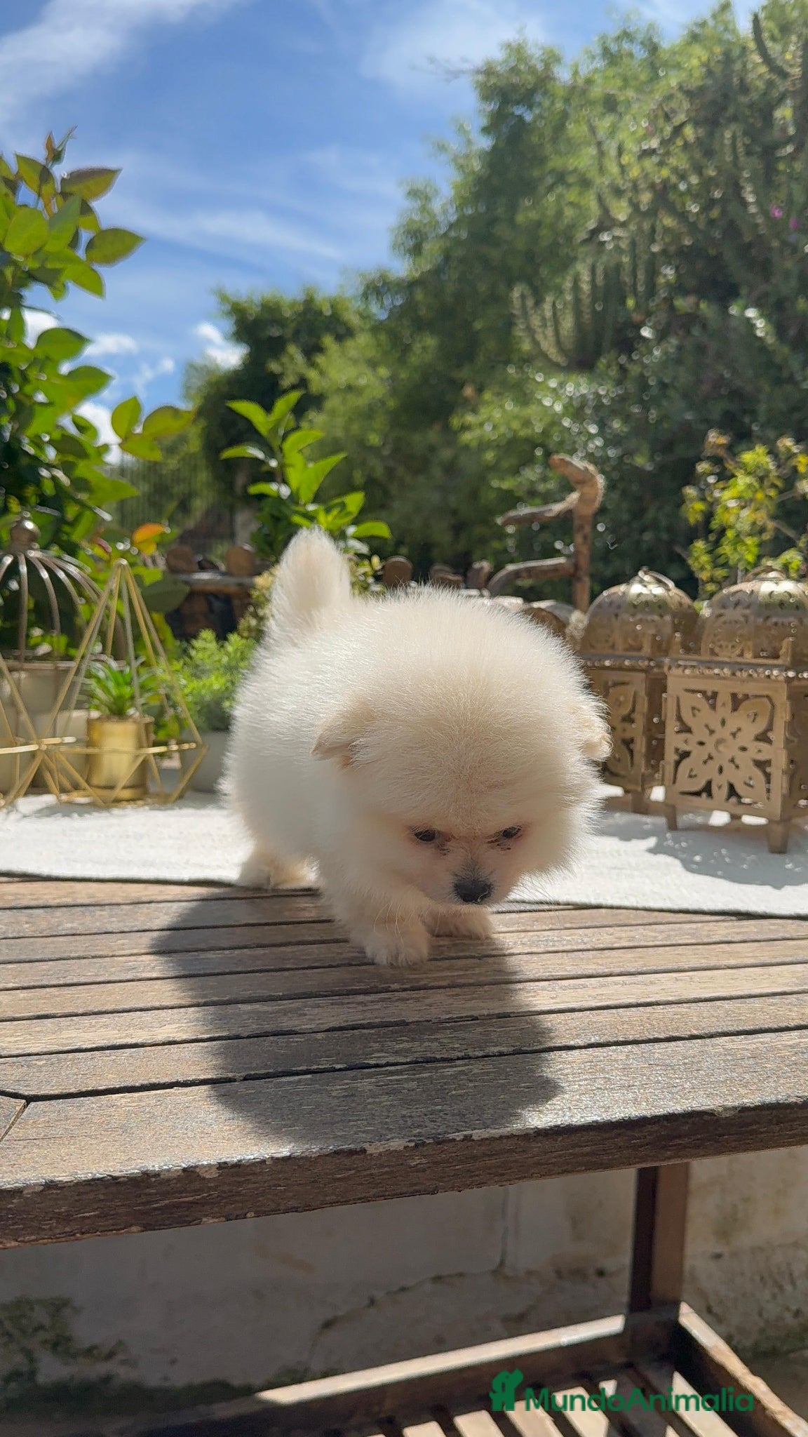Pomerania perros Lulu pomerania Toy Macho peludo y chato  - Anuncio 1