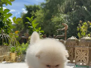 Pomerania perros Lulu pomerania Toy Macho peludo y chato - Anuncio 1