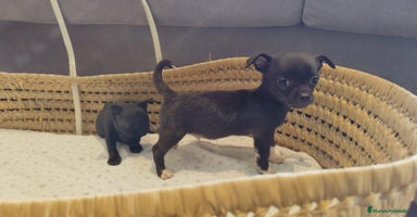 Chihuahua perros - Anuncio 9
