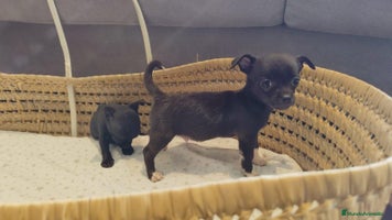 Chihuahua perros - Anuncio 2