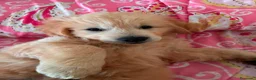 Golden Retriever perros en venta: Golden Retriever disponible  - Anuncio 3