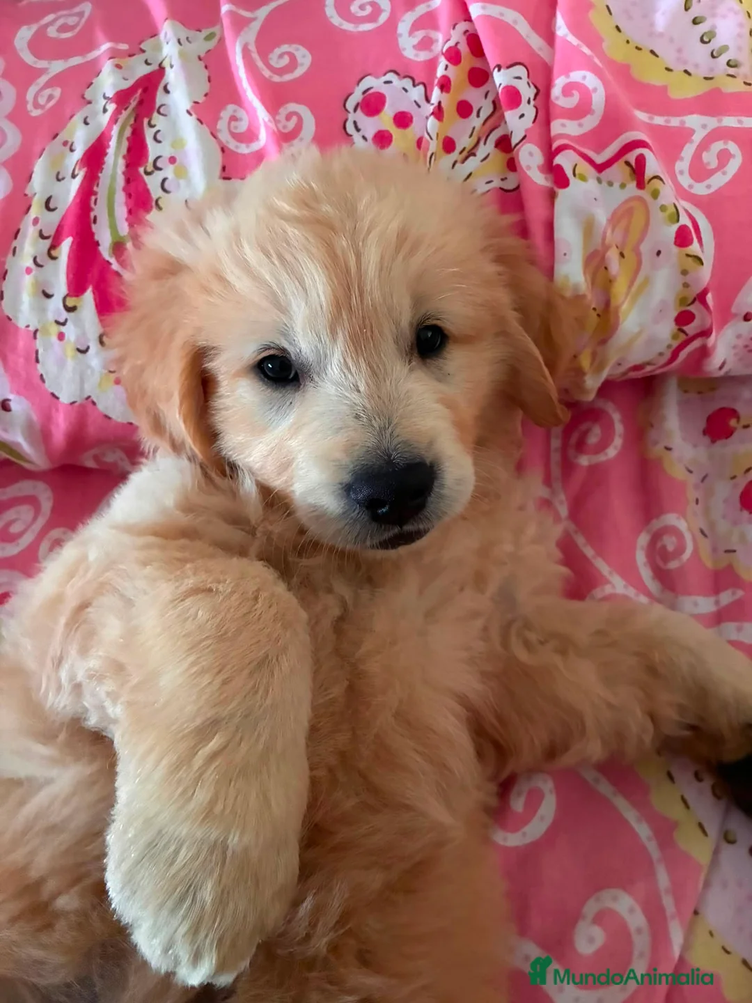 Golden Retriever perros en venta: Golden Retriever disponible  - Anuncio 3