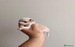 Chihuahua perros en venta: Chihuahua mini toy cabeza manzana  - Imagen 8