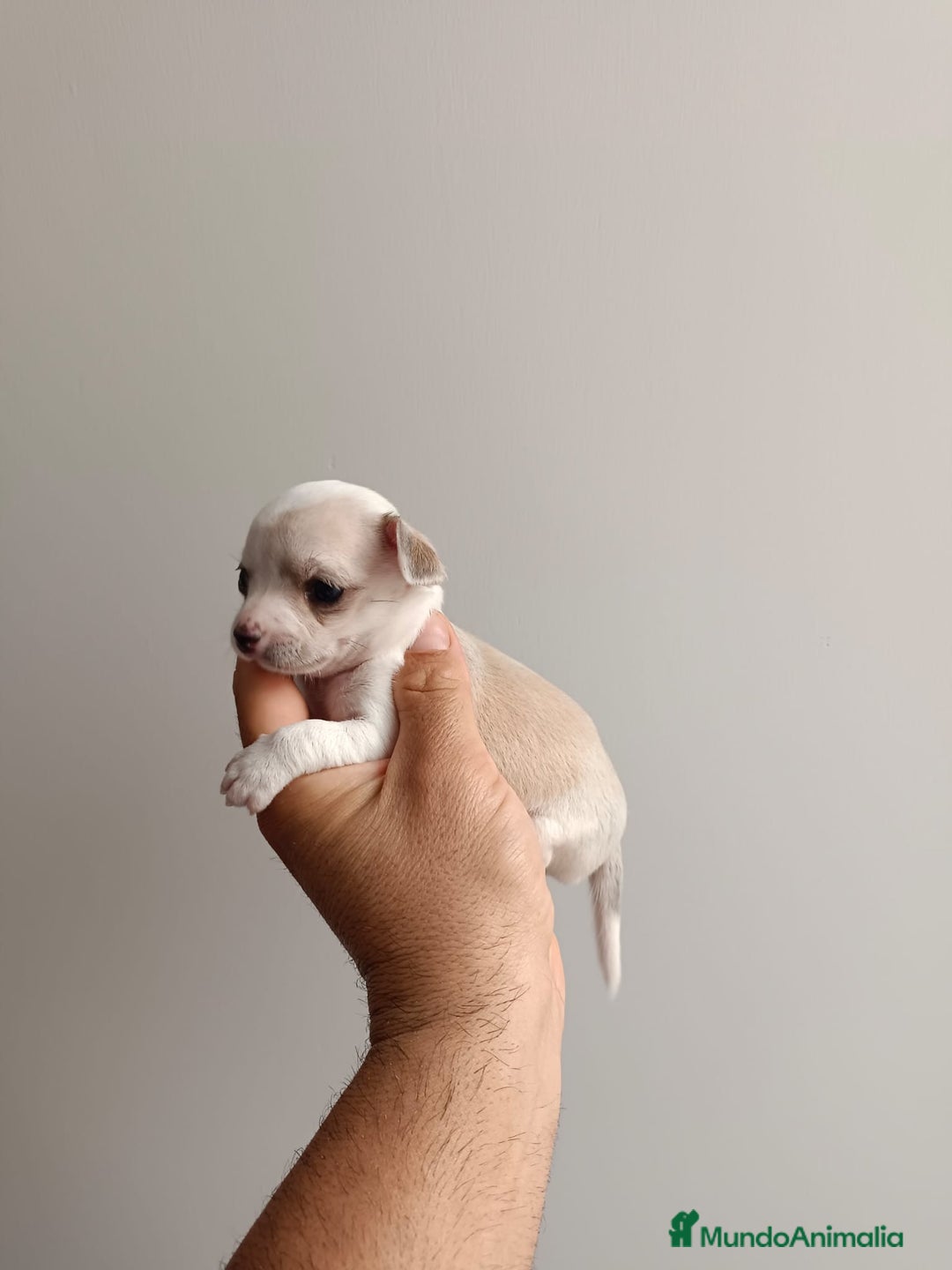 Chihuahua perros en venta: Chihuahua mini toy cabeza manzana  - Imagen 8
