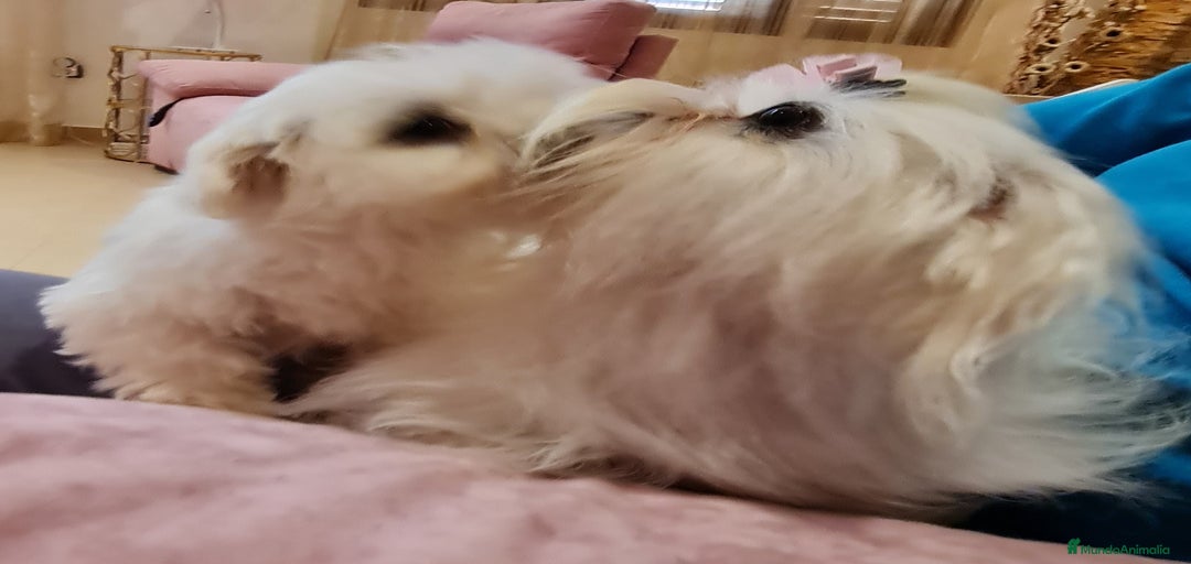 Imagen de galería {{count}}