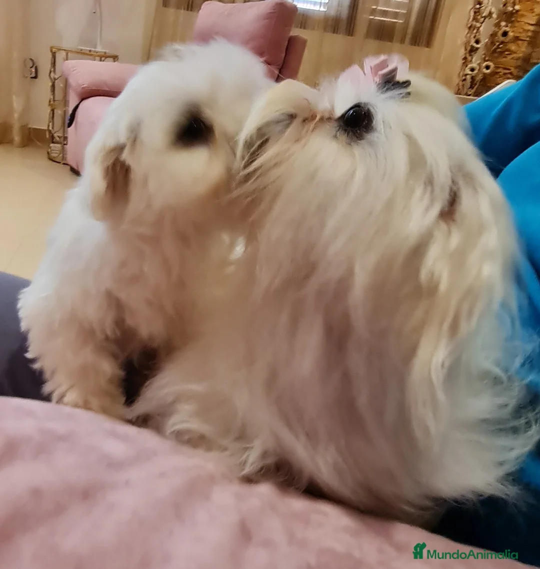 Imagen de galería {{count}}