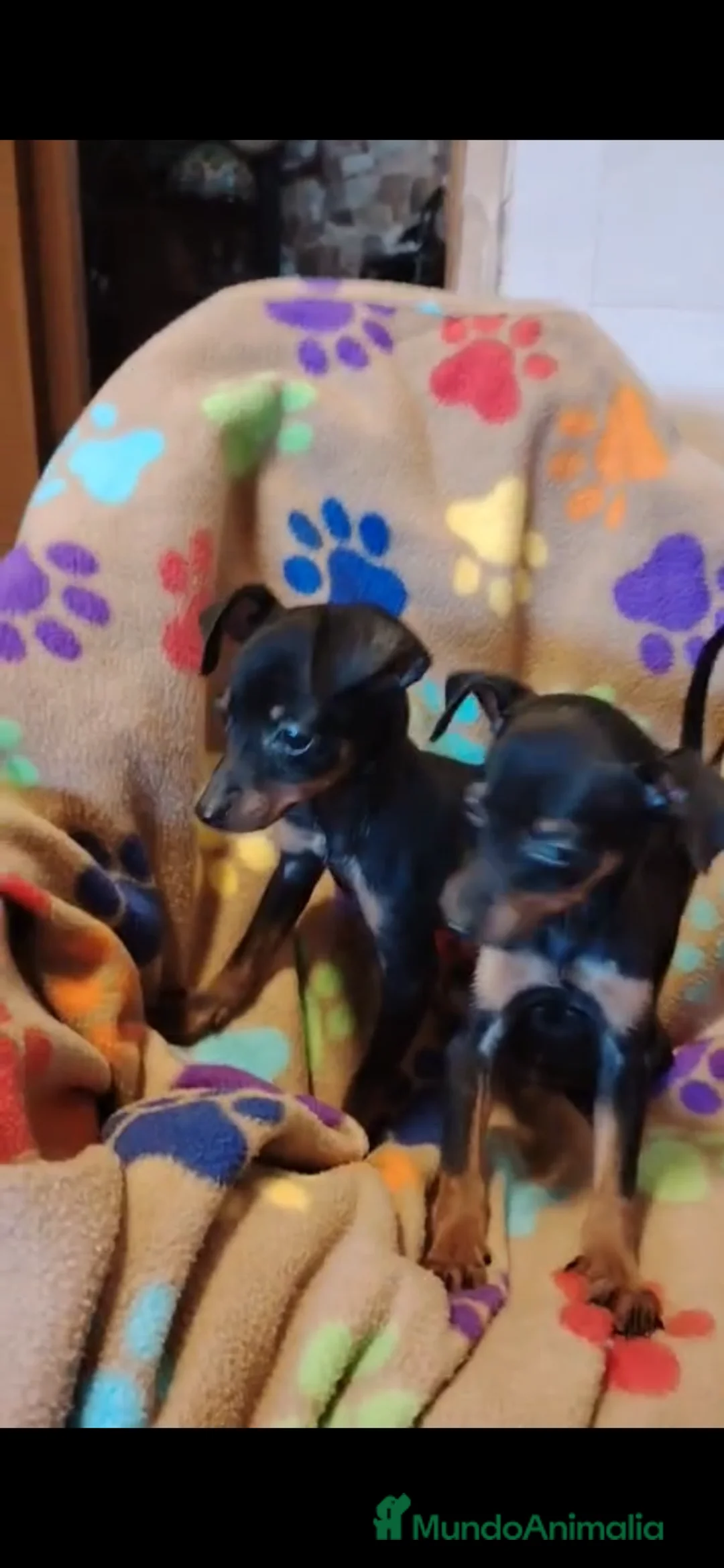 Ratón de Praga perros en venta: Ratón de Praga 641387649 - Anuncio 2