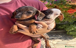 Teckel perros en venta: Teckels kaninchen  - Imagen 1