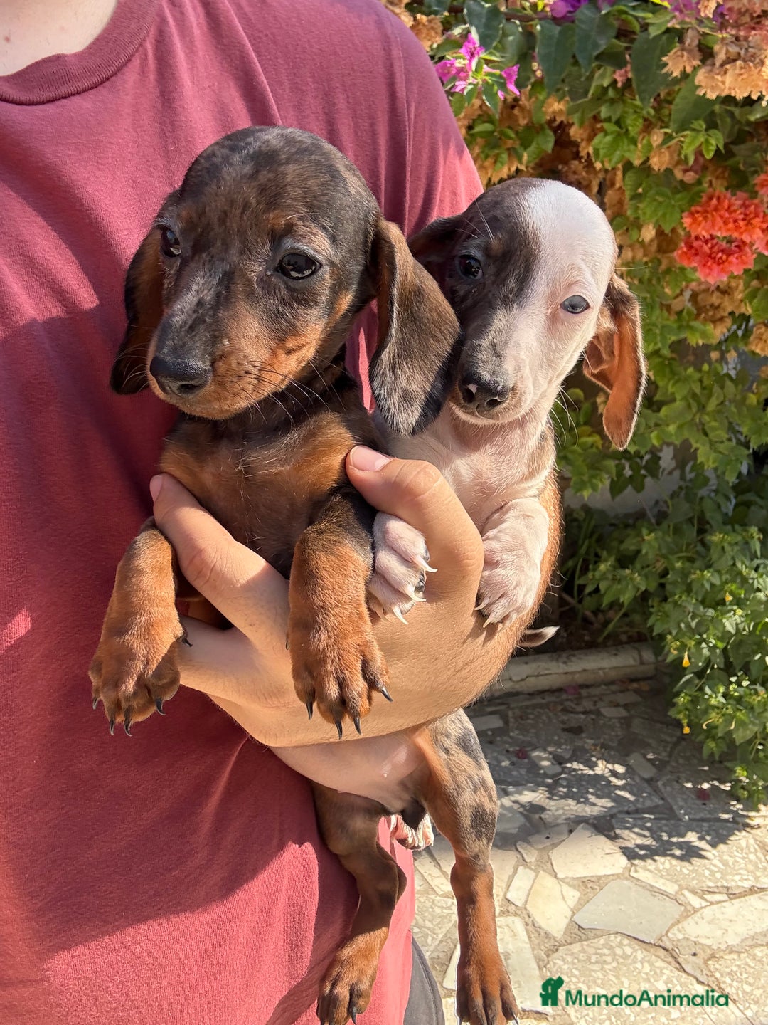 Teckel perros en venta: Teckels kaninchen  - Imagen 1