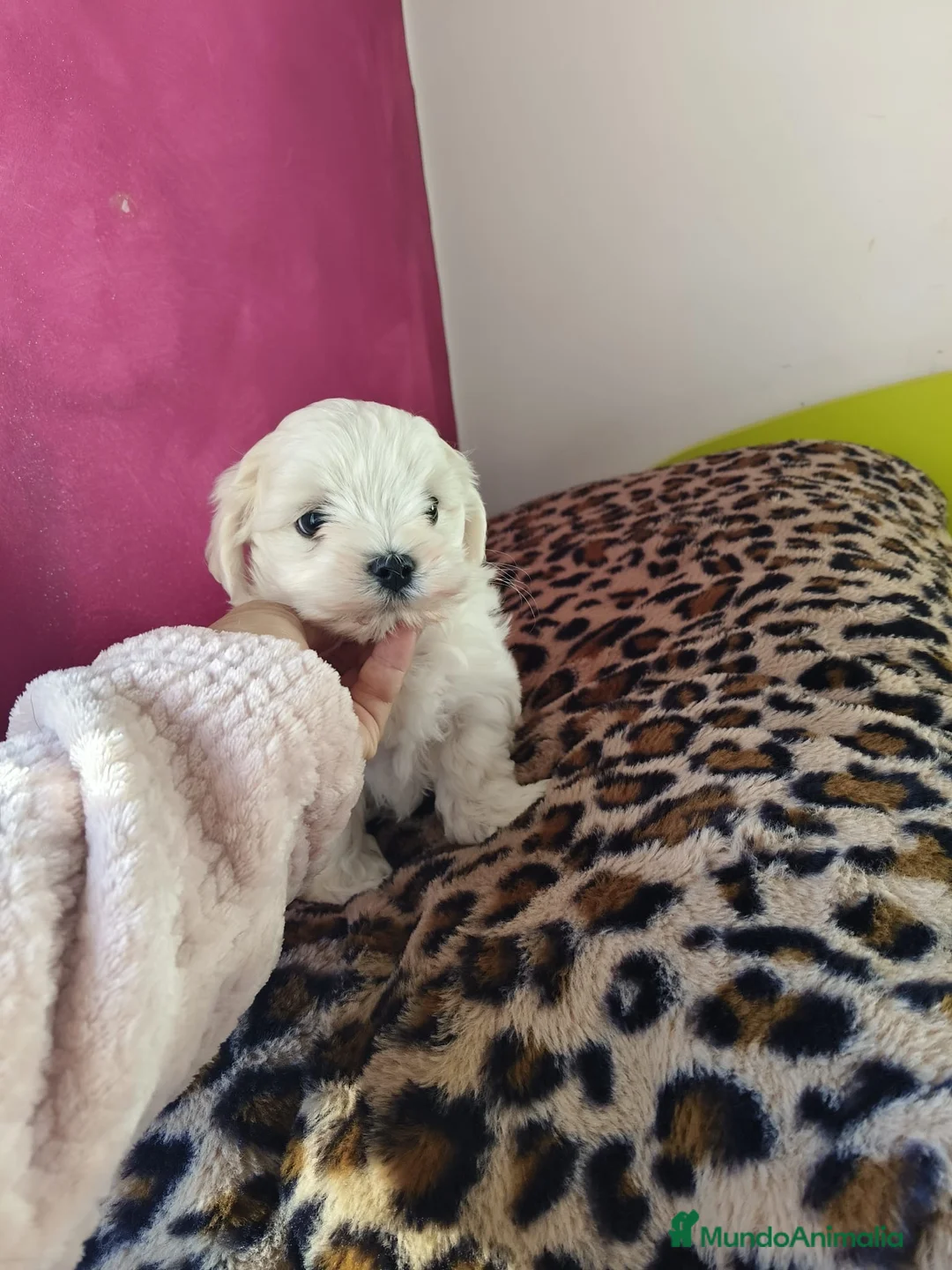 Bichón Maltés perros en venta: Excelente camada de Bichon Maltés  en Barcelona - Anuncio 2
