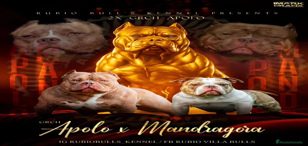 Imagen de galería {{count}}