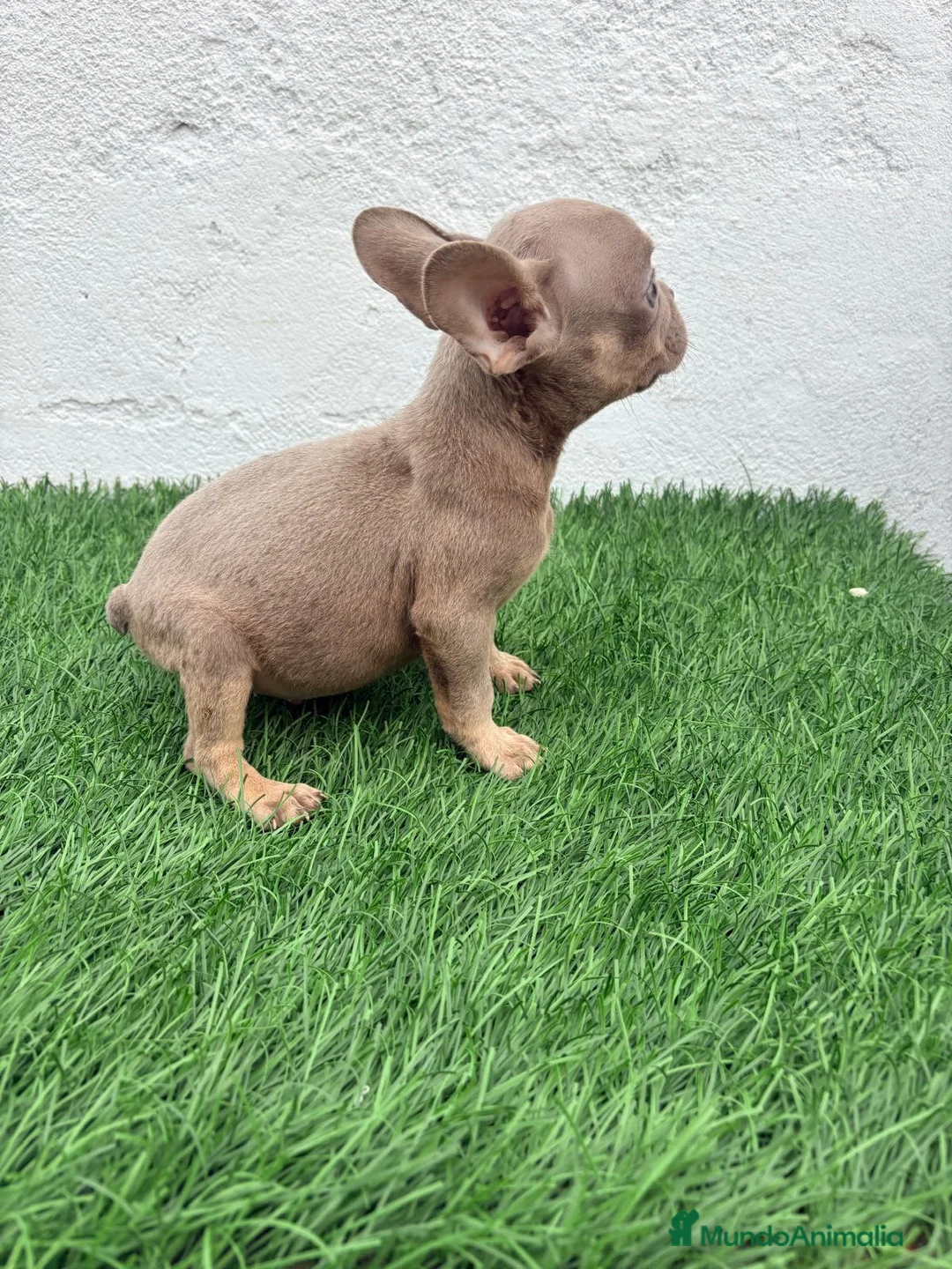 Bulldog Francés perros en venta: Bulldog Frances  - Anuncio 1