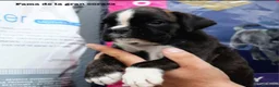 Boxer perros en venta: Cachorros boxer de alta selección  - Anuncio 21