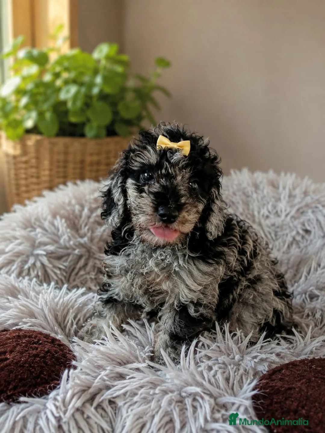 Caniche Toy perros en venta: Caniche toy - Anuncio 2