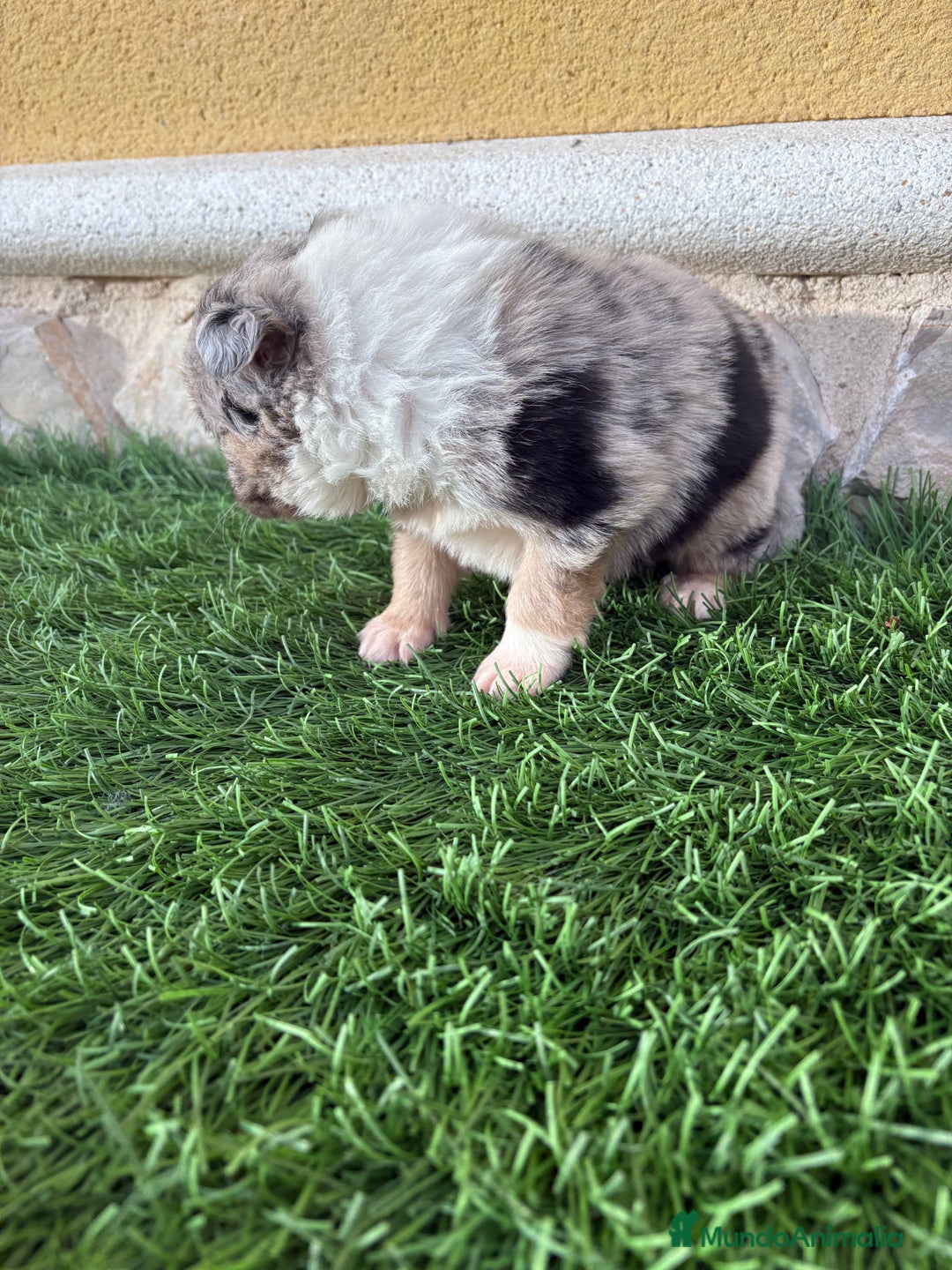 Border Collie perros en venta: Cachorro Border collie Merle macho  - Anuncio 16
