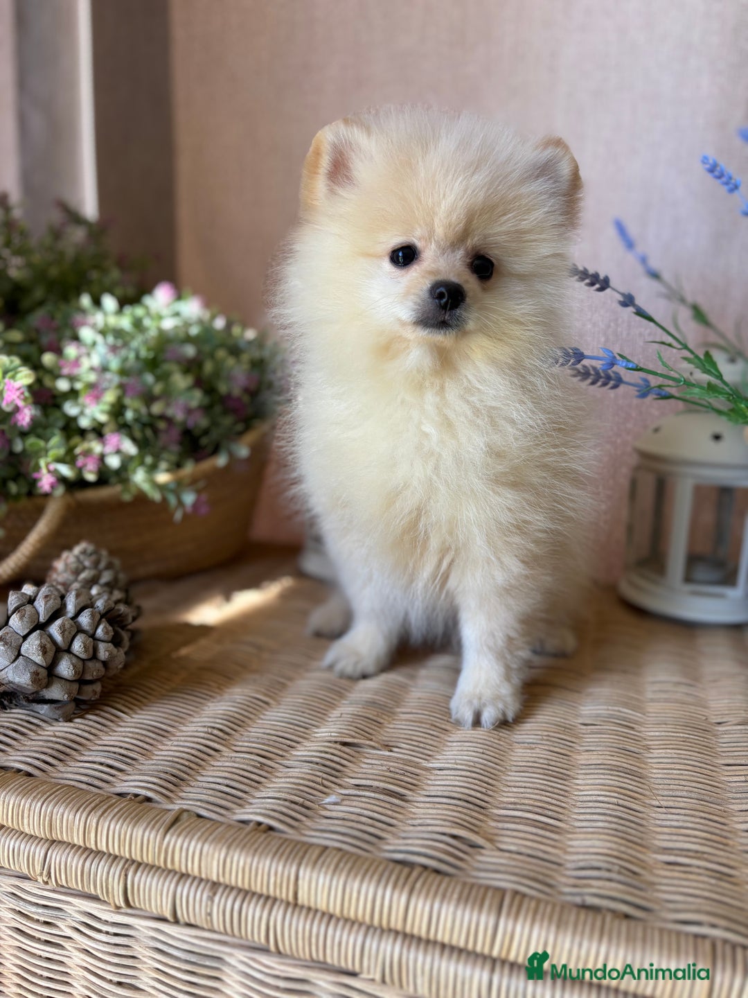 Pomerania perros en venta: Pomerania Macho fotos actuales !!! - Imagen 7