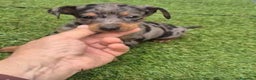 Pinscher Miniatura perros en venta: Pinscher miniatura merle - Anuncio 2