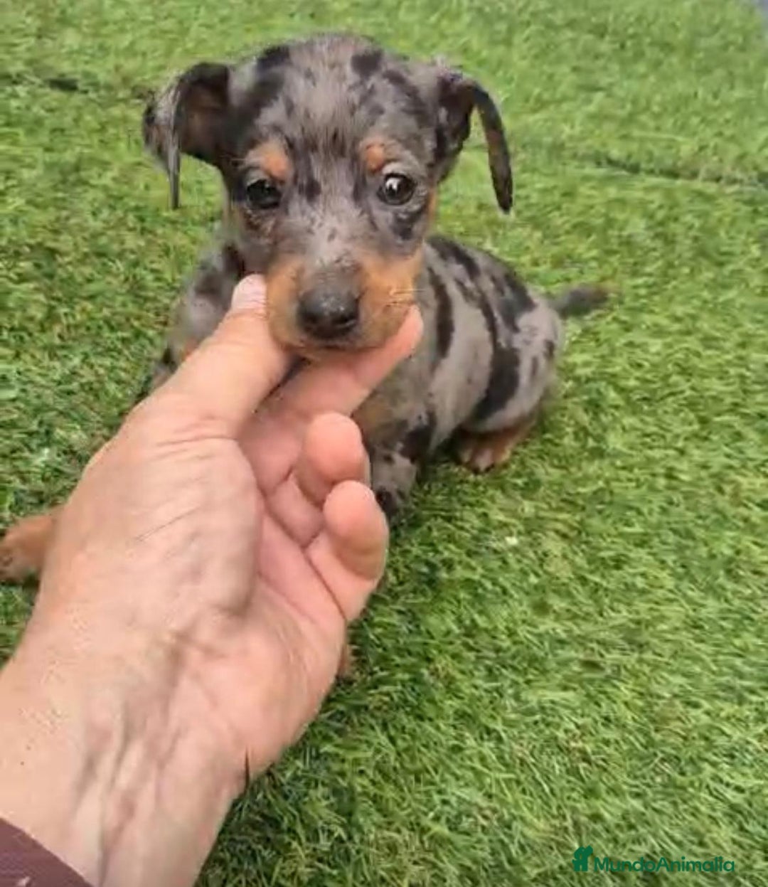 Pinscher Miniatura perros en venta: Pinscher miniatura merle - Anuncio 2