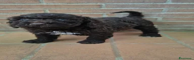 Perro de Agua Español 2