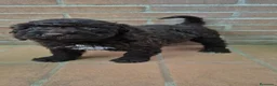 Perro de Agua Español perros en venta: Perro de agua chocolate  - Anuncio 3