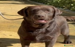 Labrador Retriever perros en venta: Cachorros de Labrador Retriever  - Imagen 6