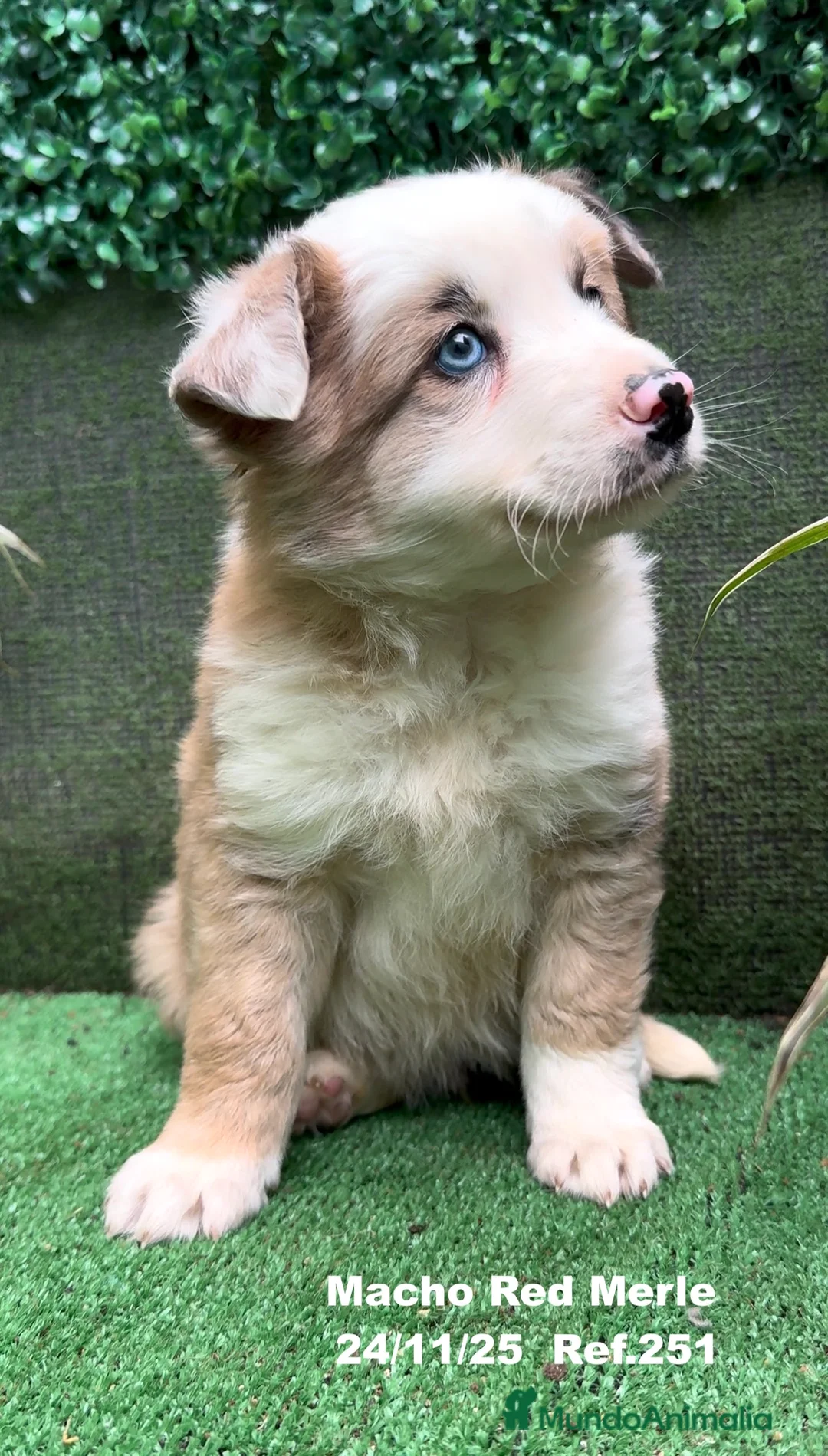 Border Collie perros en venta: BORDER COLLIE red merle - Anuncio 4