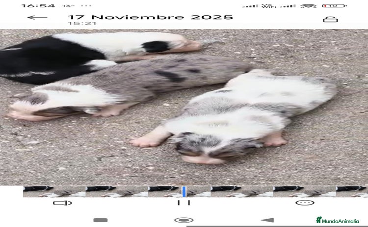 Border Collie perros Border collie - Anuncio 3