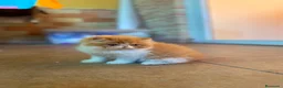 Persa gatos en venta: GATOS PERSAS - Anuncio 2