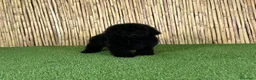 Caniche Toy perros en venta: CANICHE TOY - Anuncio 2